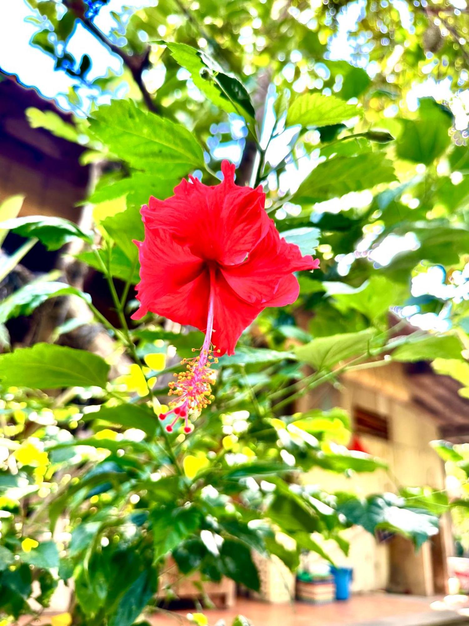 Asrama Bali Telaga Hati Yoga Healing And Retreat Center Sanur (Bali)